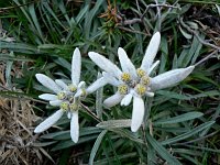 02 -  Edelweiss